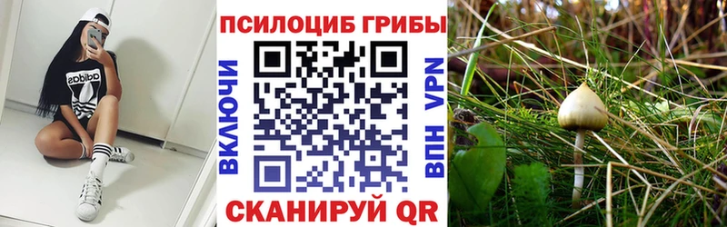 Псилоцибиновые грибы Cubensis где купить наркоту Алупка